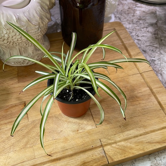 Other Live Spider Plant Starter Poshmark